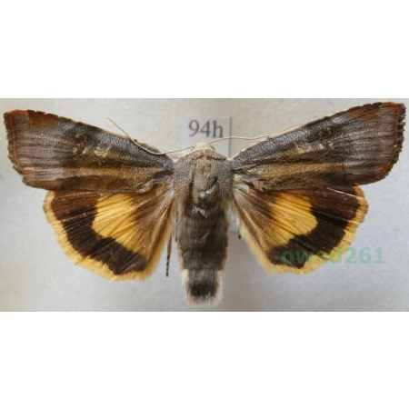 Noctua janthina Denis & Schiffermüller, 1775 Rolnica przepaska Czech94h